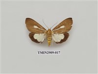 藏品(圓端擬燈蛾)的圖片